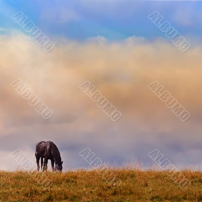 Lonely horse on a log