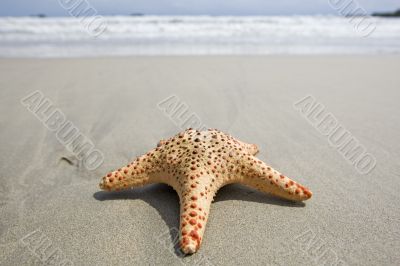 Starfish on the beach