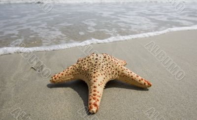 Starfish on the beach