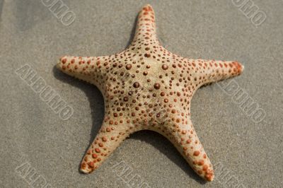 Starfish on the beach