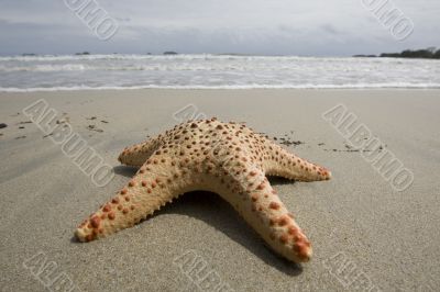 Starfish on the beach