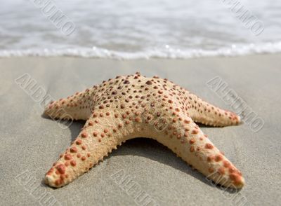 Starfish on the beach