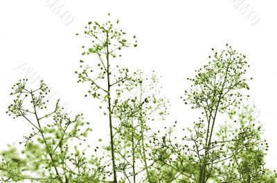 green toned plant