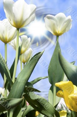 Tulips