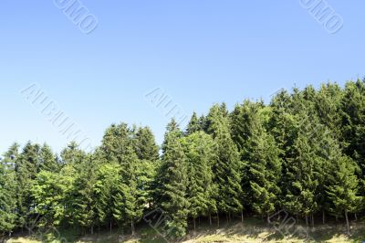 Forest landscape