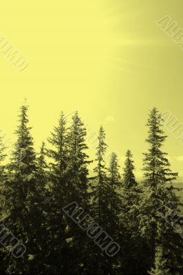 Forest landscape