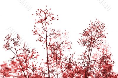 Red toned plant