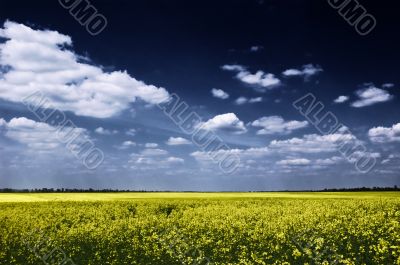 Rape field