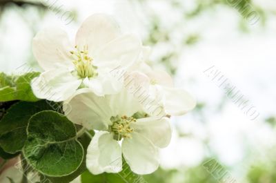 Apple blossoms