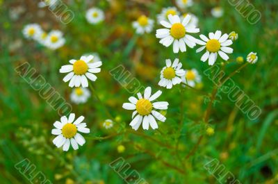 Daisy flower