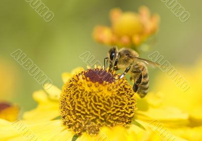  bee on yellow