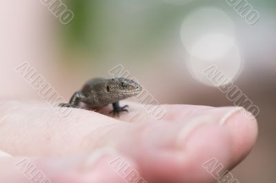 Common lizard on hand
