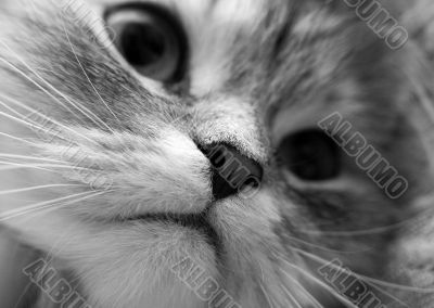 Nose cat