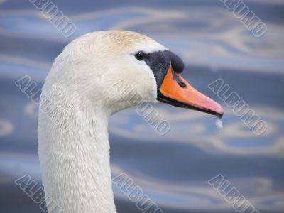 Swan Close Up