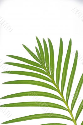 Leaves of palm tree isolated on white background