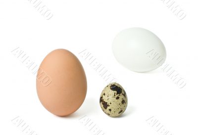 Single brown egg