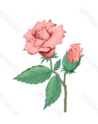 Rose illustration