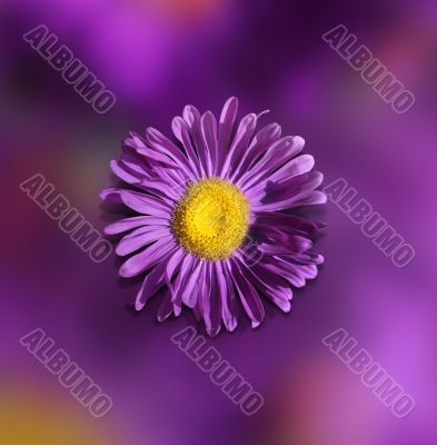 Violet flower