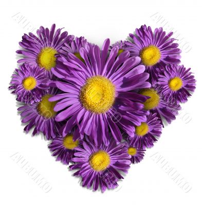Violet flower heart