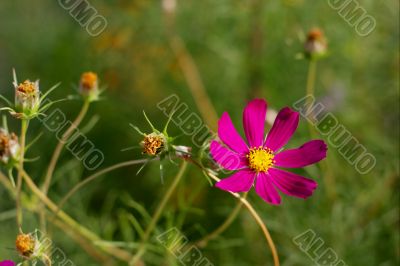 Flower