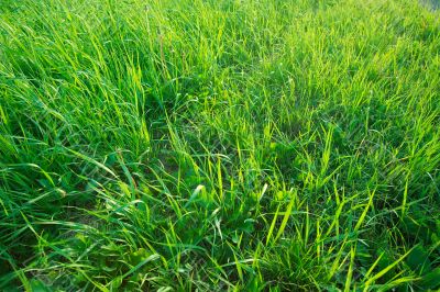 Grass