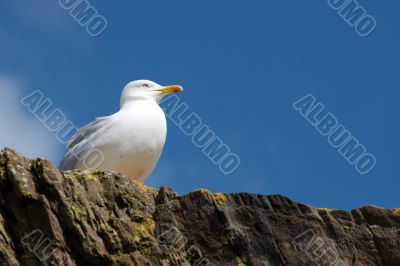 Seagull