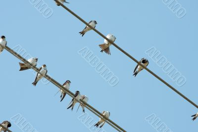 Birds