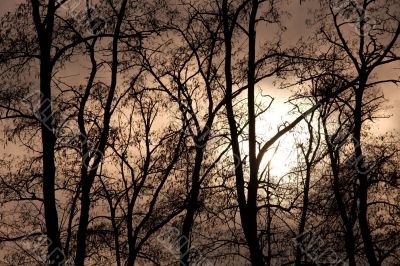 Dark woods