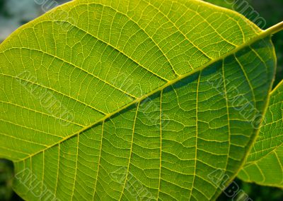 Leaf