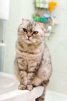 Grey cat in a bathroom
