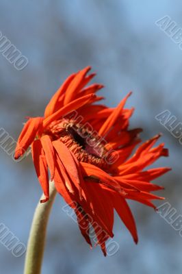 Wilting Flower