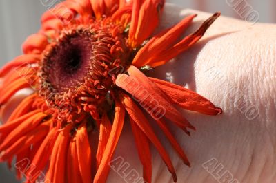 Wilting Flower