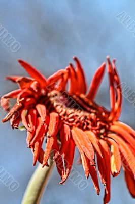 Wilting Flower