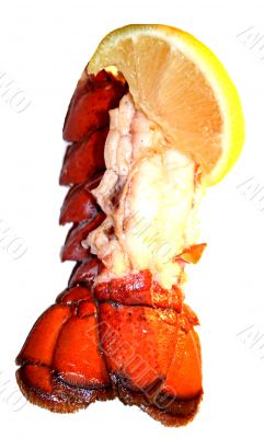 Lobster Tail