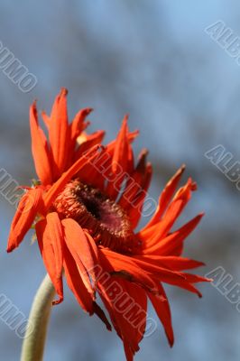 Wilting Flower