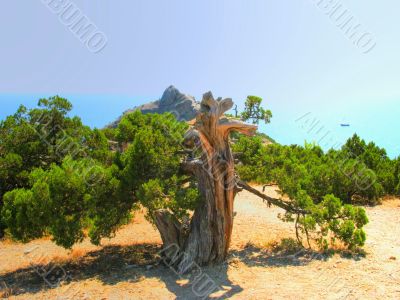 Old juniper and sea