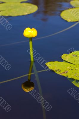 Yellow flower on a pond