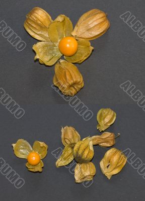 A series of Physalis fruits