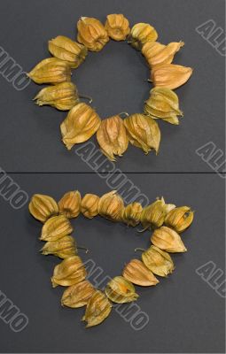 A series of Physalis fruits