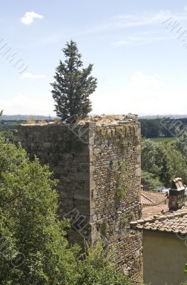 Vicopisano - Medieval tower with tree