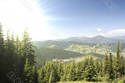 Forest landscape