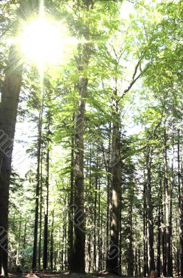 Forest landscape
