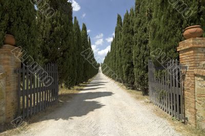 Road with cypresses in Tuscany