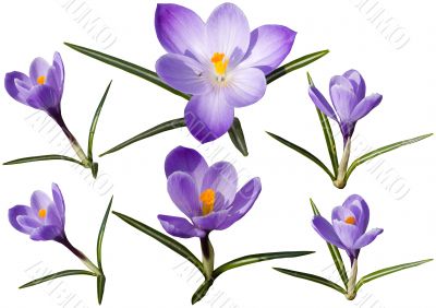 Colection of crocus flowers