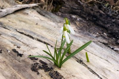 Snowdrop