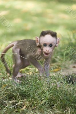 Monkey Macaca in India