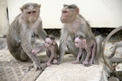 Monkey Macaca Family in Indian Town