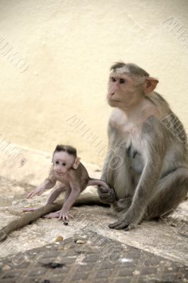 Monkey Macaca Family in Indian Town