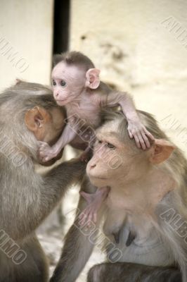 Monkey Macaca Family in Indian Town