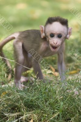 Monkey Macaca in India